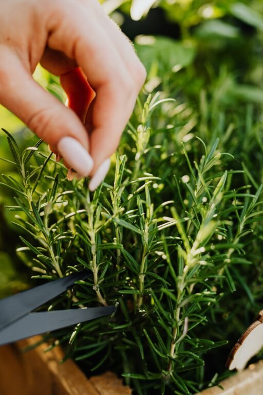 The benefits of rosemary for your hair
